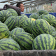 Xiangbin 8424 Kirin seedless Meidu watermelon seeds complete set of seeds fruit melon seedlings small southern vegetable seedlings sweet king No. 1 watermelon seeds 30 original