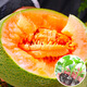Dayu melon seedlings, cantaloupe seedlings, seedlings, north and south fruits, cantaloupe melon seedlings, seedlings with soil, 10 trees