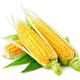 Sweet and crispy fruit corn, sweet and sticky corn, four big sticks, eaten raw in early seasons and grown in the field. Sweet and crispy fruit corn seeds. Sweet and crispy fruit corn seeds, original 1 pack of 40 grains.