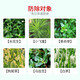 Bonsec 20% dichloride herbicide malignant weed multi-year weed dichloride herbicide weed high concentration pesticide