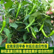Authentic camphor tree pepper seeds, camphor tree pepper seeds, new pepper seeds, sown in spring and autumn, Zhangshu Harbor courtyard small collection, new seeds, about 208 capsules/