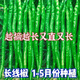 This year's new spicy long-line pepper seeds Erjingtiao 8819 line pepper seeds are planted in spring and autumn. About 200 carefully selected seeds 8819 line pepper seeds