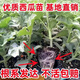 Watermelon seedlings grafted 8424 Extra Sweet Kirin Super Sweet Seedless Midu Watermelon Seedlings Potted Planting Watermelon Seedlings 2K Buy 5+5 (Real Harvest 10) + Fertilizer