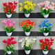Ten Miles of Fragrance Lazy New Product Fragrance Jade Bulb Flower Potted Flowers All Seasons Blooming Large Flower Collection Cold-resistant New Variety Flame Color Cold-resistant and Drought-resistant Selection of 8 pieces Blooms in 30 days + Fertilizer