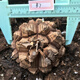 South African turtle-shelled dragon succulent plant seed seedling soil imported rare root tuber one thing one shot Dioscorea species guaranteed South African turtle-shelled dragon 1-1.5cm randomly selected with pots good with potted plants