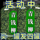 Plants used in the inner court Jiangxi Xiushui wild green money willow original ecological green money willow tea money willow tea two cans of 500 grams of selected special grade green money willow