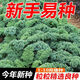 Kale seeds, kale seeds, balcony potted plants, easy to grow fruits and vegetables in the field, kale seeds, brand new seeds, selected grains, 2 packs, about 200 grains