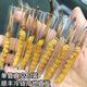 Cordyceps frais Sinensis Verrouillage sous vide Emballage frais Sf Express Chaîne froide Origine droite Sélection de cheveux Big Gras