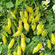 Shop: About 50 Dancing Green Finger Tomato Seeds, Simple Yellow Peanut Tomato Seeds for Potting Water, 30 Dancing Green Finger Tomato Seeds + Fertilizer