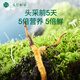 Ayishe first stubble fresh Cordyceps sinensis 0.5-0.6g/30 fresh Cordyceps supplements [Straight hair at the source]