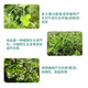 Guoguang Kangxiu 0.1%S inducer plant antifreeze agent fruit tree seedlings antifreeze agent plant growth regulator