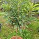 Mommy fruit saplings, potted ground planting, north and south planting, courtyard planting, Mommy - AAA+ high-quality large seedlings, buy 1 Song 1 piece