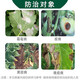 Hulian Plant Protection 80% Dimethomorph Water Dispersible Granules Cucumber Downy Mildew Pesticide Fungicide 10g*10 Bags