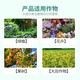 Guoguang Kangxiu 0.1%S inducer plant antifreeze agent fruit tree seedlings antifreeze agent plant growth regulator