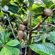 Mommy fruit saplings, potted ground planting, north and south planting, courtyard planting, Mommy - AAA+ high-quality large seedlings, buy 1 Song 1 piece