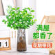 Jingyouyu jasmine hydroponic plant potted plants in the office desktop are good for growing flowers, green plants, water-raised flowers, mosquito repellent Jiuli Xiang, jasmine 6-year-old seedlings, 10 pieces, with flowers during the flowering period