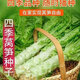Four seasons lettuce seeds, green skin, green flesh, fragrant lettuce seeds, heat-resistant and cold-resistant, spring, autumn and winter green lettuce seeds, fast growing and delicious, one package of carefully selected grains, about 1010 grains, viable