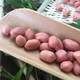Peanut seeds Huayu 60 peanut original species extra large fruit size 1000 Jin is equal to 0.5kg. King first-class groundnut seed peanut - 500g (1000g is equal to 0.5kg)