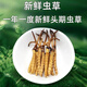 Luzhangtang 2025 frisches Cordyceps sinensis Cordyceps SF Express kaltes Ketten Direktes Haar ausgewähltes frisches Gras, jeweils tibetischer frischer Cordyceps 0,9 Gramm, 30 Stücke