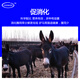 Kangdi 4% donkey premix donkey horse mule fattening feed breeding female donkey foal opening material anti-hair loss biting breeding female donkey