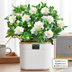 Hua Weng Gardenia Potted Plants Bloom Flowers All Seasons, Saplings, Indoor Green Plants, Easy to Maintain and Live, Jasmine Straight from the Source