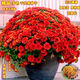Thousand-headed Chrysanthemum Four Seasons Chrysanthemum Seeds Double-petaled Chrysanthemum Seeds Balcony Garden Potted Easy-to-Live Flower Seeds No. 1 Thousand-headed Chrysanthemum Seeds 10 Color Mixes SF Seasonal New Seeds Two Packs About 602 Capsules