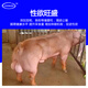 Zhengzhou Kangdi 8% piglet premix, medium pig premix, fattening pig feed, small, medium and large pig feed, boar feed, 8% boar feed (500 Jin Jin is equal to 0.5 kg)