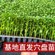 Chili pepper seedlings Chaotian pepper millet pepper thin-skinned pepper long-line pepper bell pepper sweet pepper colorful pepper screw pepper vegetable seedlings Chaotian pepper seedlings 3 plants