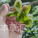 Verwenden Sie Pang Donglai Supermarkt Qingqian Liu Tee Tender Blätter Zhangjiajie Qingqian Liu Spezialkohl für Blatt Radix Qingqian Liu 50g (50g in einer Dose)