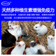 Zhengzhou Kangdi 4% Rabbit Premix Puppy Rabbit Breeds Fast-growing Meat and Bone Meat Rabbit Rex Rabbit Belgian New Zealand Rabbit Female Rabbit (Reproduction Period)