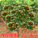 Qili grafted jujube seedlings, crispy sweet winter jujube seedlings, extra large current year results, southern and northern cold-resistant potted jujube seedlings, Dabailing 6-year seedlings, current year results, buy 1 get 1 free