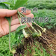 Polygonatum vulgaris planting seedlings, Polygonatum vulgaris seeds, fresh chicken heads, Polygonatum vulgaris seedlings, tiger ginger seedlings, nourishing medicinal materials, golden seedlings, buds, Polygonatum vulgaris seed blocks 1 Jin Jin is equal to 0.5 kg
