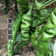 Four Seasons Planting Extra Large Spicy Pepper Thin-Skinned Spicy Chili Seeds Hangzhou Pepper Garden Potted Seasonal Vegetables Spicy Big Fruit Spicy Pepper Seeds New Species Selected 406 Capsules 7WQ