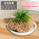 Stone flowerpot absorbent stone water-absorbing stone original stone natural flowerpot with asparagus bamboo and calamus succulent plant micro landscape pot 13-17cm stone pot + money calamus set meal one
