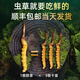 正品2025头期草新鲜冬虫夏草头茬虫草0.8克/根鲜虫草顺丰冷链发货 西藏鲜草每根0.5克30条送2条
