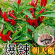 Chili pepper seedlings Chaotian pepper millet pepper thin-skinned pepper long-line pepper bell pepper sweet pepper colorful pepper screw pepper vegetable seedlings Chaotian pepper seedlings 3 plants