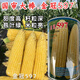 Ice cream fruit corn seeds delicious super sweet popsicles raw fresh rock sugar crispy waxy corn seeds 400g can Golden Crown 597