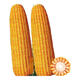Zhengdan 958 national-approved corn variety corn seed high-yielding big stick corn seed Ludan 981 corn seed National-approved Zhengdan 958 corn seed original 3.5 Jin Jin equal to 0.5 kg 5 bags (buy more for cheaper)