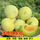 Bingtang Tianbao melon seeds are sown in spring and autumn, sweet and thick-meat for all seasons. Bingtang Tianbao melon seeds Nk89#Newcomer experience, about 52 capsules