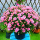 Thousand-headed Chrysanthemum Four Seasons Chrysanthemum Seeds Double-petaled Chrysanthemum Seeds Balcony Garden Potted Easy-to-Live Flower Seeds No. 1 Thousand-headed Chrysanthemum Seeds 10 Color Mixes SF Seasonal New Seeds Two Packs About 602 Capsules