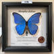 昆虫谷 大蓝闪蝶 蝴蝶标本相框蝴蝶艺术框真蝴蝶朋友节日礼物收藏 1484号