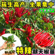 Chili pepper seedlings Chaotian pepper millet pepper thin-skinned pepper long-line pepper bell pepper sweet pepper colorful pepper screw pepper vegetable seedlings Chaotian pepper seedlings 3 plants