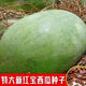 Xinhongbao watermelon seed larvae, green skin, large fruit, few seeds, sown in the courtyard and field in all seasons, giant water, Xinhongbao special - high quality, original 1 pack of about 50 capsules