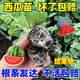 Watermelon seedlings grafted 8424 Extra Sweet Kirin Super Sweet Seedless Midu Watermelon Seedlings Potted Planting Watermelon Seedlings 2K Buy 5+5 (Real Harvest 10) + Fertilizer