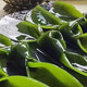 鲜海带 盐渍海带结 海带扣片火锅食材凉拌海洋蔬菜 盐渍海带结3斤