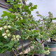 Strawberry seeds, blueberry seeds, blueberry saplings, raspberry seeds, potted blue plum trees, fruit trees, rabbit eyes 300 capsules (blueberry)