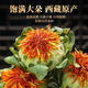 Peking Tongrentang Tibetaner Safranblüte und Obst echte neue chinesische medizinische Materialien Safran getrocknetes Früchte Tee und trinken medizinische Safransamen -Samen -Kugeln Ganze Blume 500 Gramm Safranfilamente [reine Filamente sind sauber und unschüssig.]