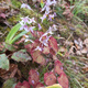 Wild Epimedium Seeds Epimedium Seed Roots Perennial Roots Fairy Spirit Spleen Four Seasons Evergreen Balcony Potted Plants Digging Now 5 Epimedium Seedlings Soil or Moss Moisturizing