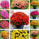 Thousand-headed Chrysanthemum Four Seasons Chrysanthemum Seeds Double-petaled Chrysanthemum Seeds Balcony Garden Potted Easy-to-Live Flower Seeds No. 1 Thousand-headed Chrysanthemum Seeds 10 Color Mixes SF Seasonal New Seeds Two Packs About 602 Capsules