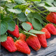 Qizhe strawberry seedlings, cream red strawberry seedlings, four-season greenhouse planting of sweet treasure strawberry seedlings, bare roots, new seedlings, strawberry seeds, 100 capsules